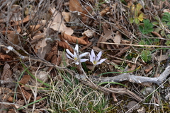Colchicum hungaricum