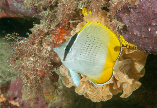 Gunther's butterflyfish (Chaetodon guentheri) — Chaetodontidae — 3