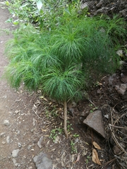 Sonchus leptocephalus