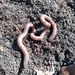 Grunt Worm - Photo (c) cougardan, some rights reserved (CC BY-NC)