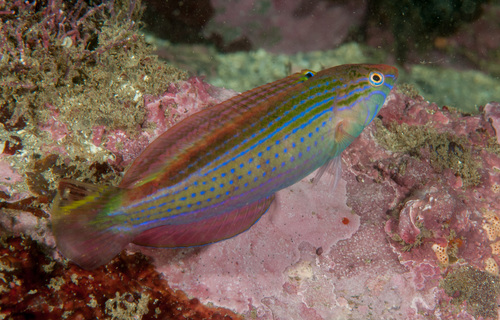 Painted rainbow wrasse (Suezichthys arquatus) — Labridae — 5