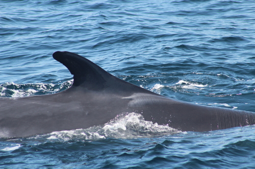 Fin Whale photographed in New Hampshire