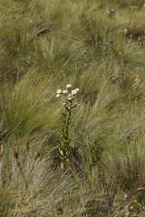 Helichrysum elegantissimum
