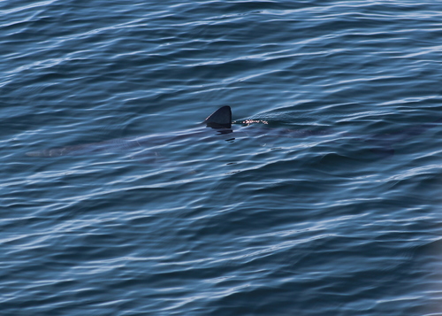 Blue Shark photographed in New Hampshire