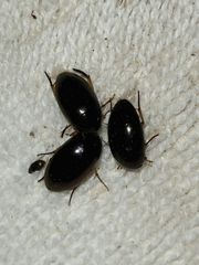 Tropisternus quadristriatus