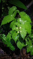 Begonia catharinensis