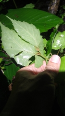 Begonia catharinensis