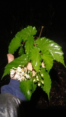 Begonia catharinensis
