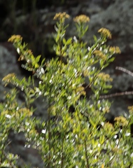Polemannia simplicior