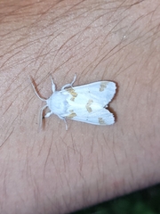 Euerythra trimaculata