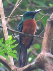 Jacamerops aureus