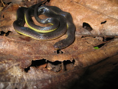 Atractus albuquerquei