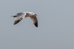 Ichthyaetus audouinii