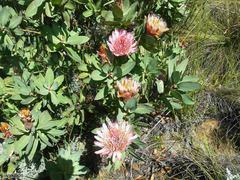 Protea lacticolor