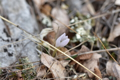 Colchicum hungaricum