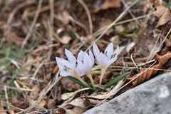 Colchicum hungaricum