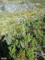 Brunia sphaerocephala