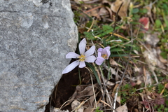 Colchicum hungaricum