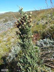 Brunia sphaerocephala
