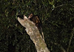 Didelphis aurita