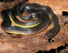Atractus albuquerquei