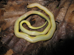 Atractus albuquerquei