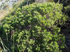 Psoralea obliqua