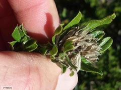Psoralea obliqua