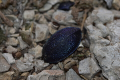 Carabus caelatus