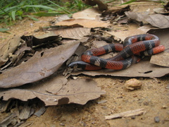 Atractus latifrons