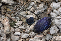 Carabus caelatus