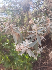 Buddleja cordobensis