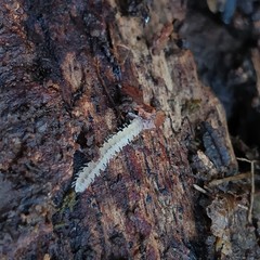 Brachydesmus superus