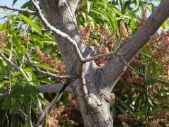 Turtur abyssinicus