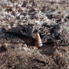 Alinda biplicata