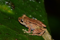 Pristimantis incomptus