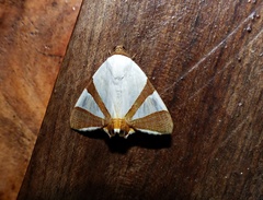 Eulepidotis rectimargo