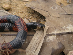 Atractus latifrons