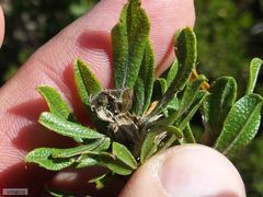 Psoralea obliqua