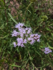 Chromolaena arnottiana
