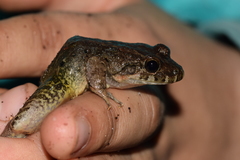 Leptodactylus wagneri