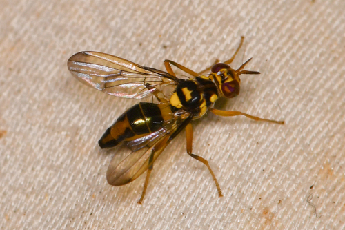 Sciomyzidae image