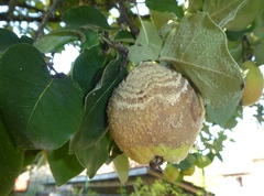 Monilinia fructigena