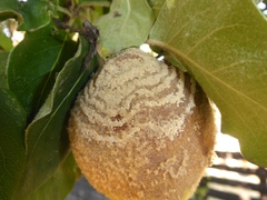 Monilinia fructigena
