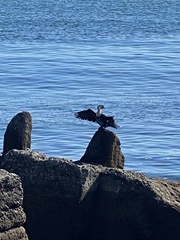 Microcarbo melanoleucos brevirostris