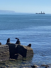 Microcarbo melanoleucos brevirostris