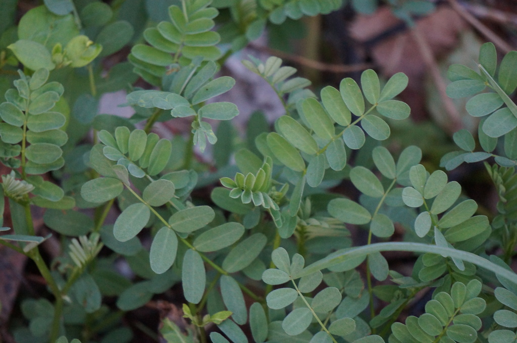 Purple Crown-vetch (Deer Grove Natural Areas Volunteers Invasive ...