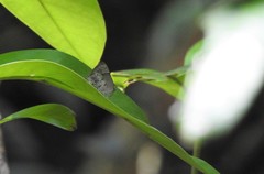 Tmolus echion