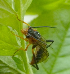 Megaxyela pulchra