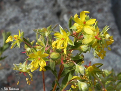 Balbisia gracilis